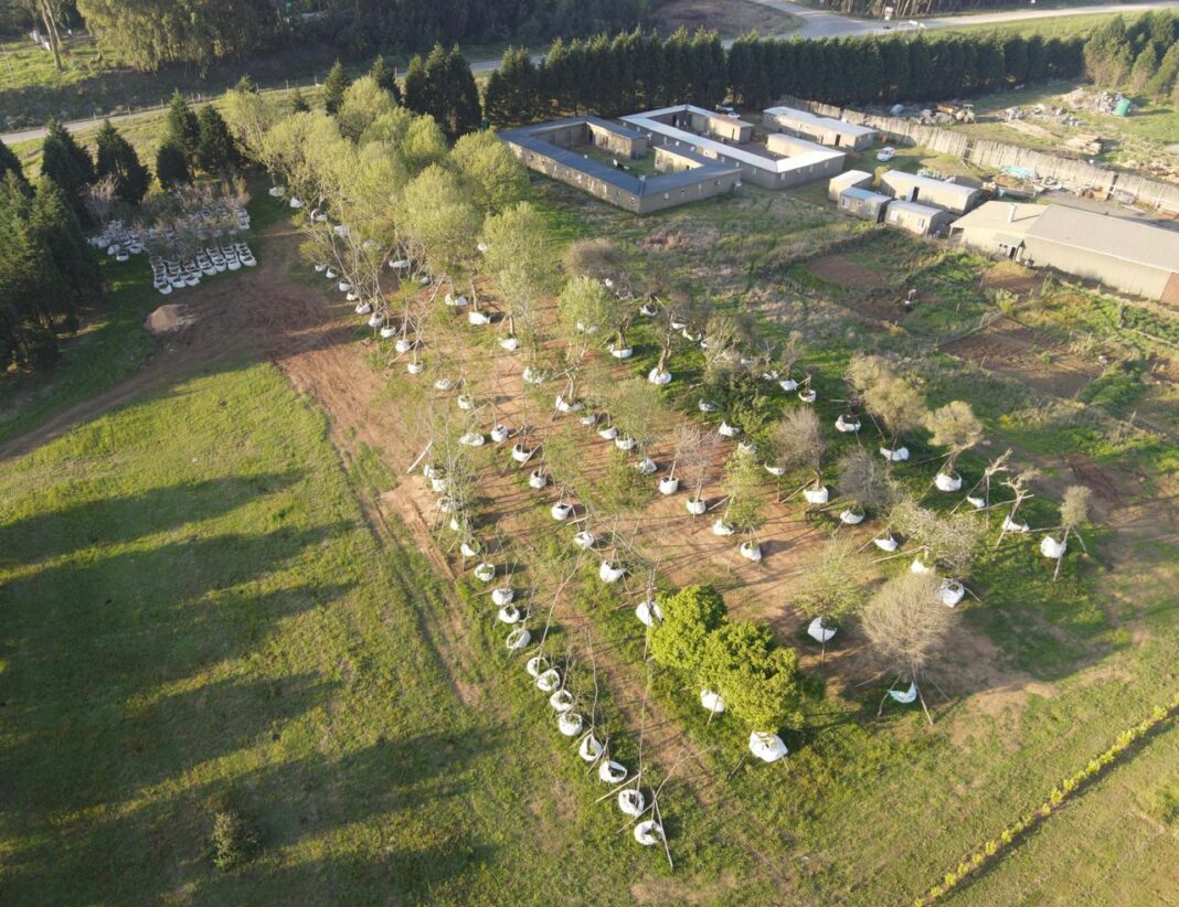 27 Trees get a New Home at Brahman Hills